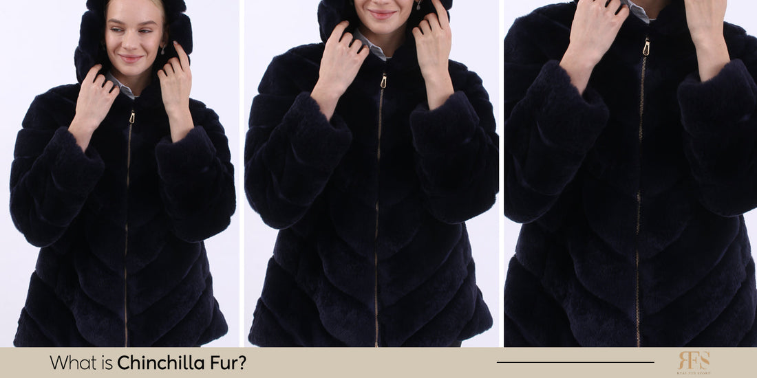 What is Chinchilla Fur - Reasons Why it's So Expensive